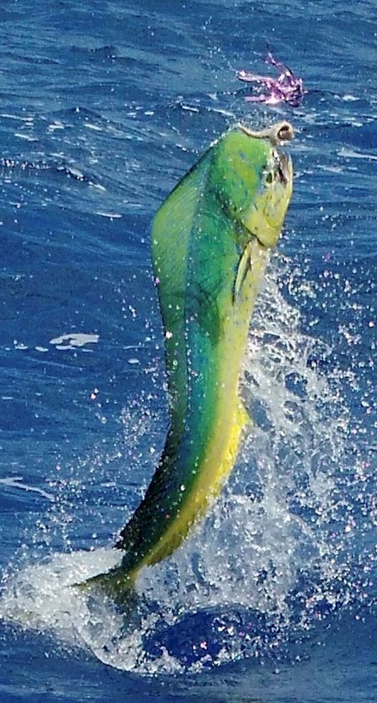 ON SALE! - Only $8.99 Rigged! Steel Head Chromed & Aluminum Trolling Lures Tormenter Ocean 